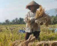 Petani Aceh Besar Keluhkan Harga Gabah Turun