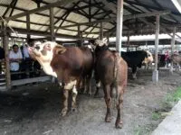 Stok Sapi untuk Meugang Idulfitri di Aceh Capai 18 Ribu Ekor