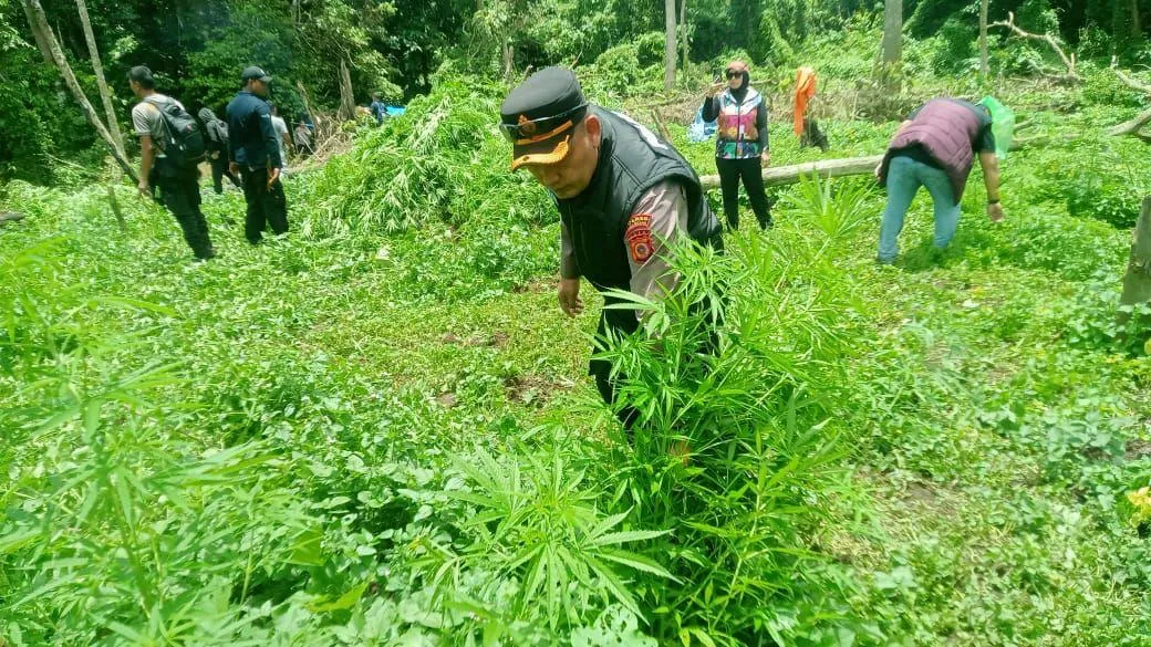 Ladang Ganja Seluas 1 Hektare Dimusnahkan di Lamteuba