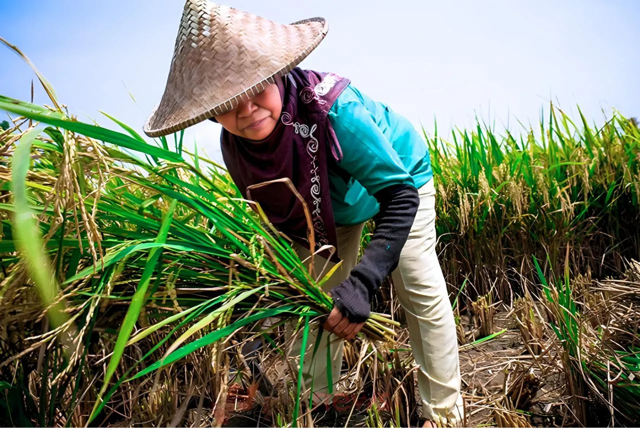 Penggagas Kawasan HFE SieBreuh Juanda Djamal Sambut Baik Pendirian BUMA Sektor Pangan