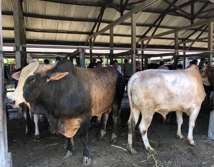 Lesunya Pasar Sibreh Jelang Idul Adha: Sapi Banyak, Pembeli Langka