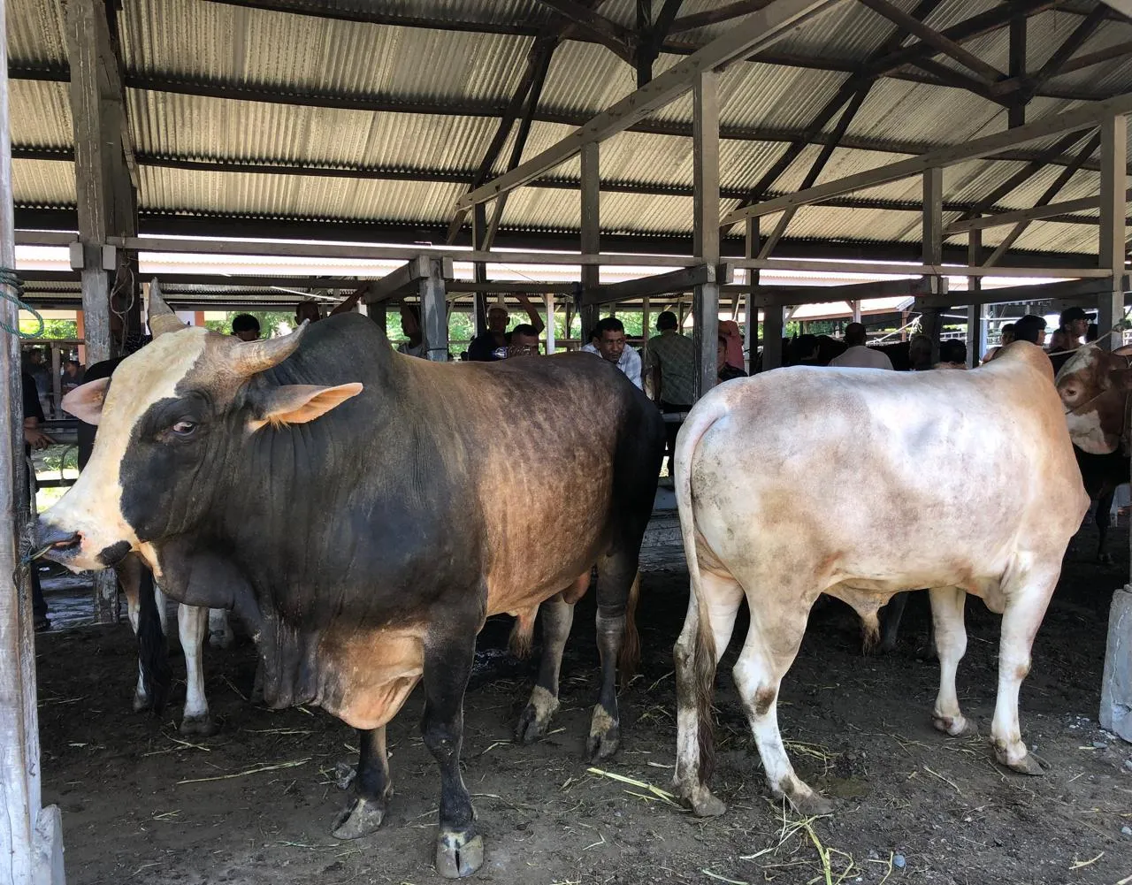 Lesunya Pasar Sibreh Jelang Idul Adha: Sapi Banyak, Pembeli Langka