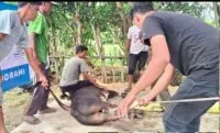 Turki Salurkan 150 Ekor Hewan Kurban untuk Warga Aceh