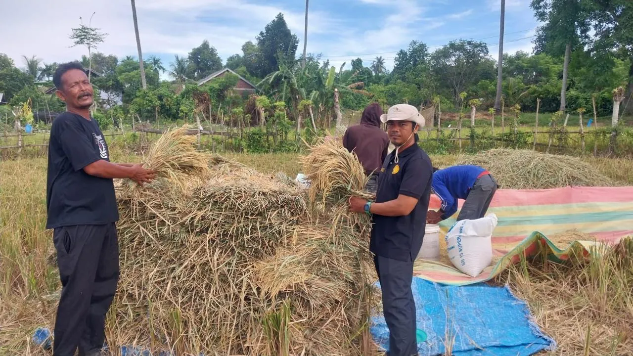 Harga Gabah di Aceh Besar Tembus Rp9 Ribu, Petani Diuntungkan Meski Produksi Menurun