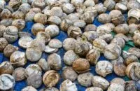 Masyarakat Aceh Diminta Tidak Mengirim Lagi Hasil Produksi Karet Mentah ke Luar Daerah