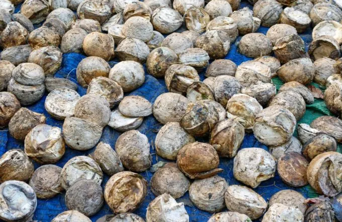 Masyarakat Aceh Diminta Tidak Mengirim Lagi Hasil Produksi Karet Mentah ke Luar Daerah