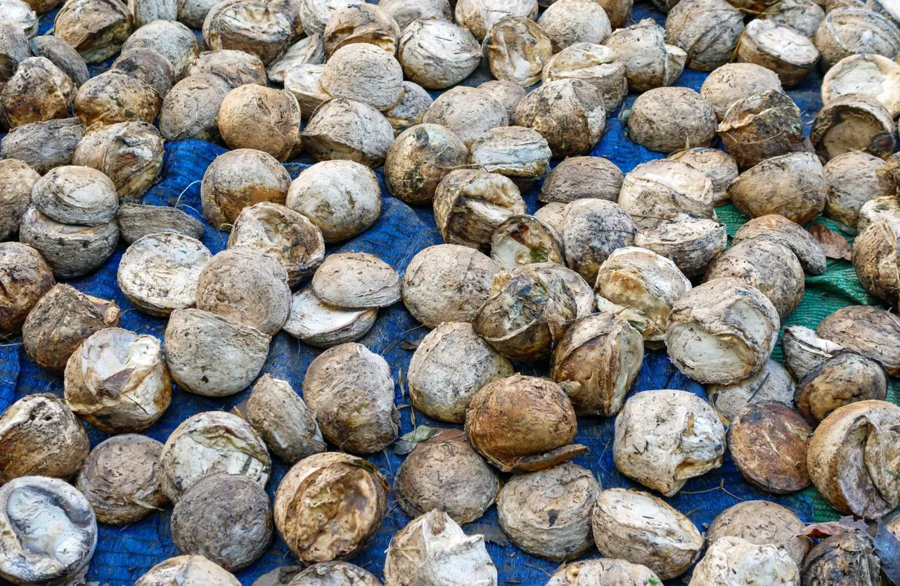 Masyarakat Aceh Diminta Tidak Mengirim Lagi Hasil Produksi Karet Mentah ke Luar Daerah