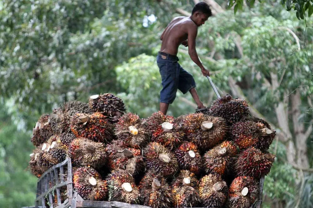 Tiga Tersangka Korupsi Sawit Rp38,4 Miliar di Aceh Jaya Ditetapkan, Satu di Antaranya Anggota DPRK Aktif
