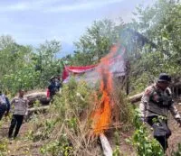 Polres Aceh Besar Musnahkan 2 Hektare Ladang Ganja di Pegunungan Ie Suum