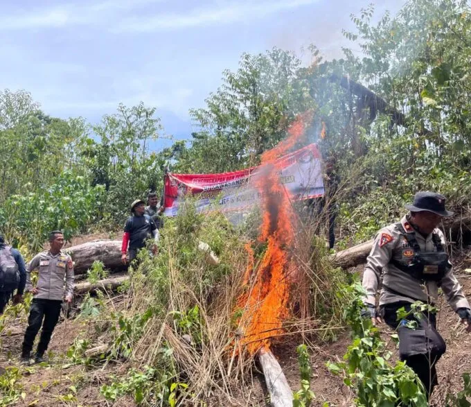 Polres Aceh Besar Musnahkan 2 Hektare Ladang Ganja di Pegunungan Ie Suum