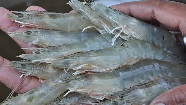 Harga Udang Vaname Anjlok, Petambak Aceh Utara Menjerit