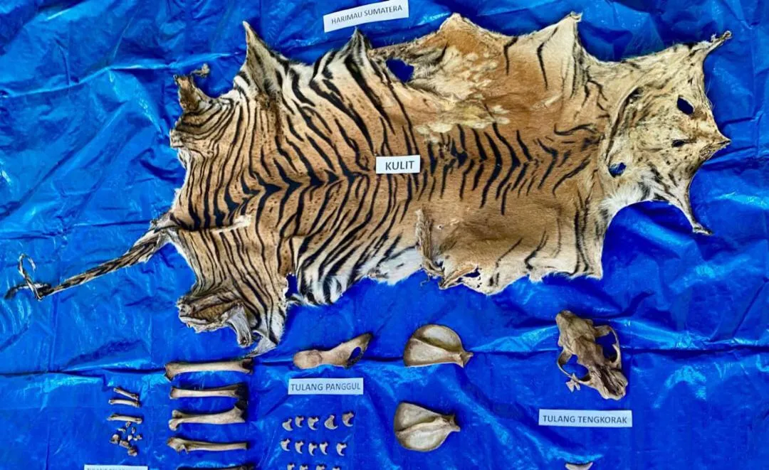 Polisi Tangkap Pelaku Perdagangan Satwa Dilindungi di Nagan Raya