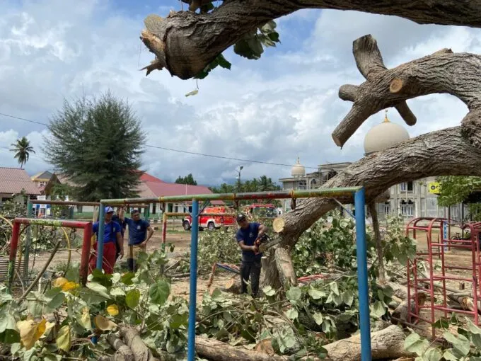 Pohon Besar Tumbang di Halaman PAUD Aneuk Batee, Tak Ada Korban Jiwa