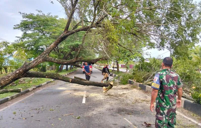 Hujan Deras dan Angin Kencang, Pohon Tumbang Ganggu Akses Jalan di Aceh Besar