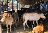 RPH Lambaro Akhirnya Bersertifikat Halal, Daging Aceh Besar Siap Tembus Hotel dan Pasar Modern