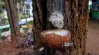 DPRA Pertanyakan Alasan Pendapatan Getah Pinus Hilang