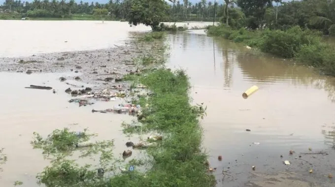 Petani Pidie Jaya Gagal Nikmati Hasil Panen
