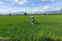 Pupuk Urea Langka, Petani di Indrapuri Mengeluh