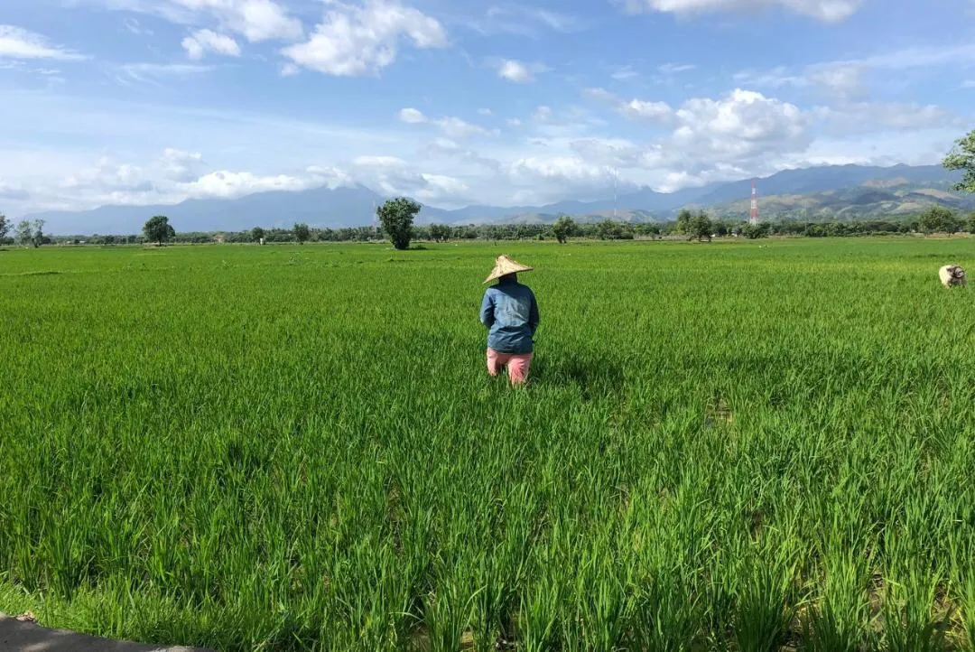 Pupuk Urea Langka, Petani di Indrapuri Mengeluh
