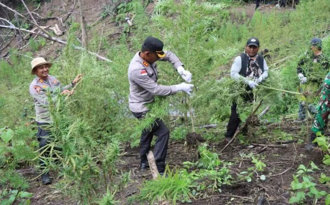 Ladang Ganja Setengah Hektare Dimusnahkan di Aceh Besar, Satu Orang Ditangkap