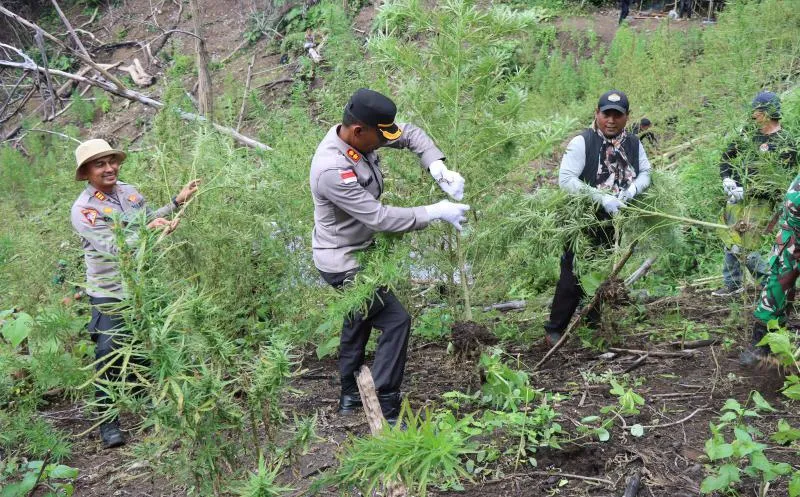 Ladang Ganja Setengah Hektare Dimusnahkan di Aceh Besar, Satu Orang Ditangkap
