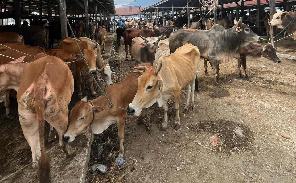 Dana Bantuan Sapi Meugang Sudah Ditransfer, Wagub Aceh Apresiasi Presiden Prabowo