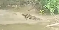 Seorang Warga di Simeulue Diterkam Buaya Saat Cari Lokan