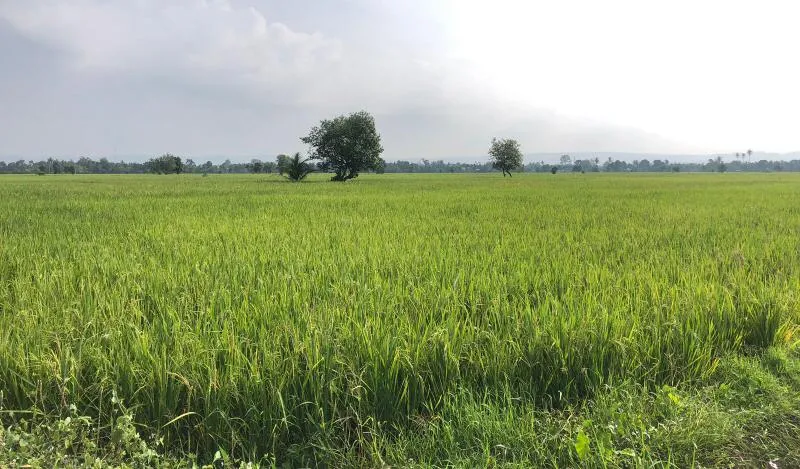 Aceh Besar Cetak 123 Hektare Sawah Baru Gantikan Lahan Terdampak Tol