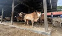 Stok Daging Meugang Idul Fitri di Aceh Dipastikan Aman, Harga Diperkirakan Naik Tipis
