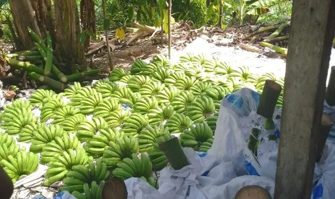 Yayasan MBG Sulvi Yana Sehat Tampung Hasil Panen dari Petani Lokal