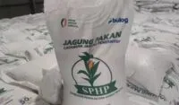 Bulog Salurkan 240 Ribu Ton Jagung SPHP, Sebut Guna Tekan Harga Pakan Ayam