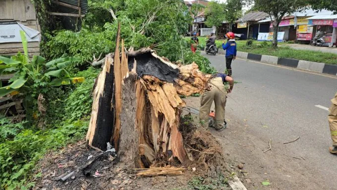 Angin Kencang Tumbangkan Pohon di Lima Titik Aceh Besar