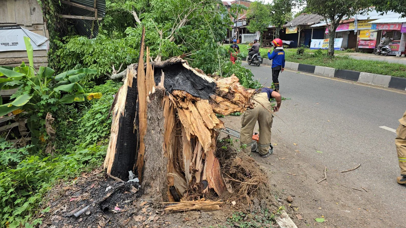 Angin Kencang Tumbangkan Pohon di Lima Titik Aceh Besar