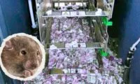 Seekor Tikus Rampok Uang Rp334 Juta, Publik Geleng-geleng Kepala