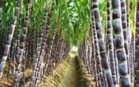 Petani Tebu Soroti Harga Molase di Tengah Rencana Bioetanol E10