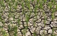 Sawah Mengering, Petani Indrapuri Keluhkan Pasokan Air Irigasi Tak Kunjung Mengalir