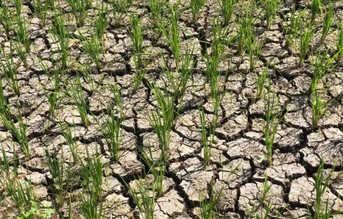 Sawah Mengering, Petani Indrapuri Keluhkan Pasokan Air Irigasi Tak Kunjung Mengalir