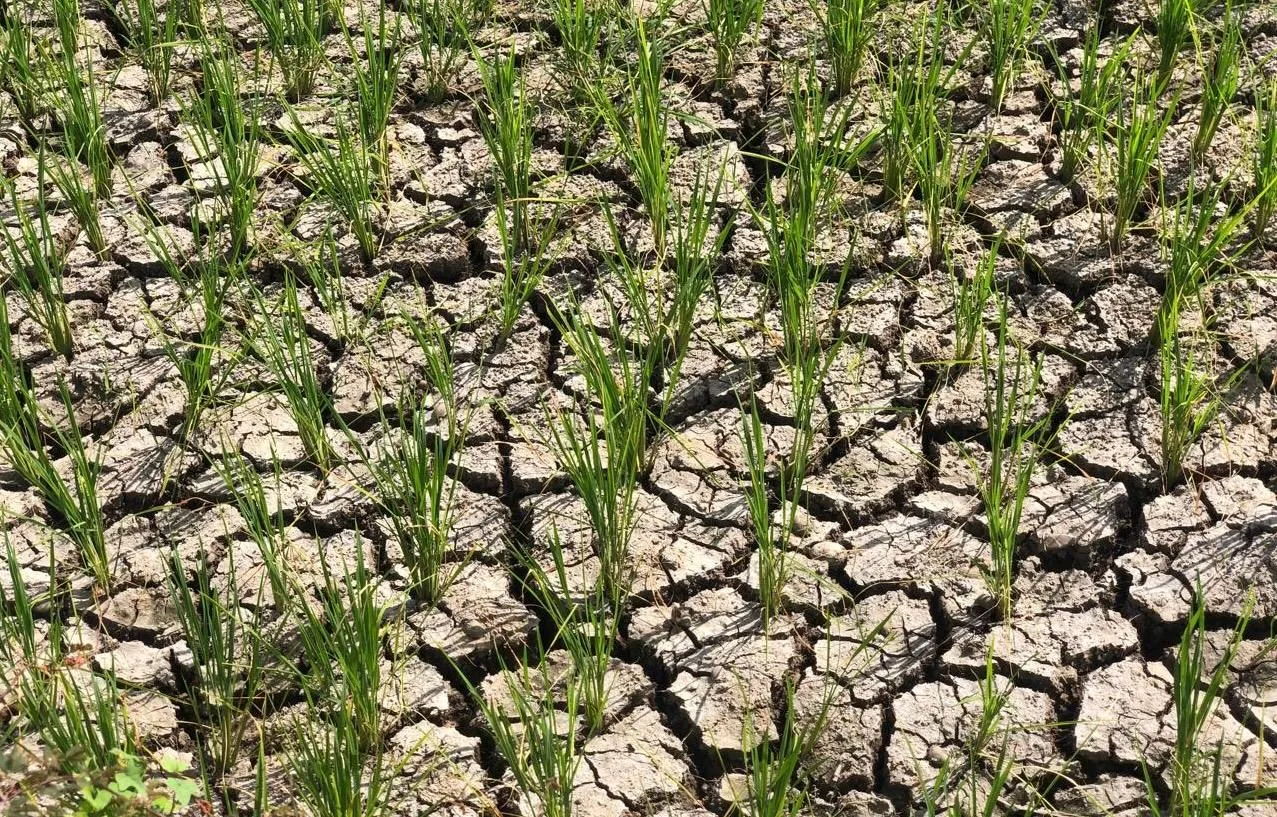 Sawah Mengering, Petani Indrapuri Keluhkan Pasokan Air Irigasi Tak Kunjung Mengalir