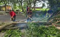 Cuaca Ekstrem di Aceh Besar, Lima Pohon Tumbang dalam Sehari