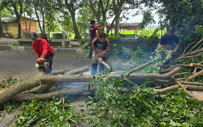 Cuaca Ekstrem di Aceh Besar, Lima Pohon Tumbang dalam Sehari