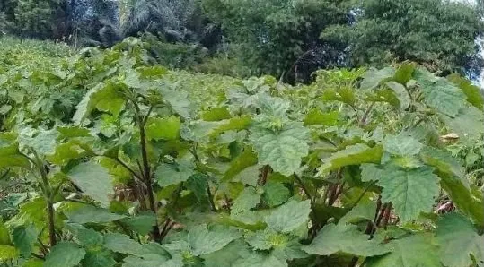 Minyak Nilam Aceh Diusulkan Jadi Komoditas SRG