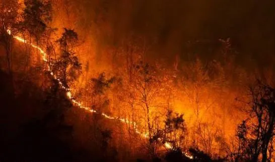 Polri Tetapkan 72 Tersangka Kasus Karhutla, Riau Terbanyak