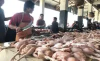 Pasokan Terbatas, Harga Ayam di Banda Aceh Melambung