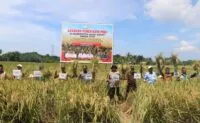 Panen Raya Aceh Barat, Mualem Sebut Sejalan dengan Misi Pemerintah Aceh