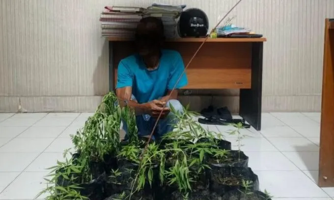 Tanam Ganja di Pekarangan Rumah Warga, Pria di Banda Aceh Diamankan Polisi