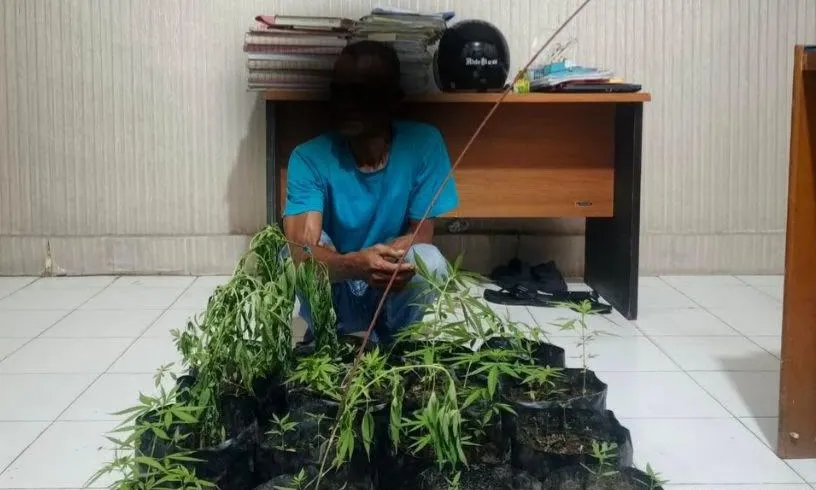 Tanam Ganja di Pekarangan Rumah Warga, Pria di Banda Aceh Diamankan Polisi