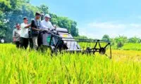 Produksi Beras Indonesia Naik 13,29 Persen, Pemerintah Perkuat Swasembada Pangan