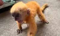 Diduga Terpisah dari Induknya, Seekor Anakan Lutung Kelabu Diserahkan ke BKSDA Sumsel