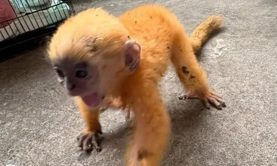 Diduga Terpisah dari Induknya, Seekor Anakan Lutung Kelabu Diserahkan ke BKSDA Sumsel