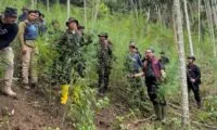 Ladang Ganja 18 Hektare Terungkap di Aceh Utara, Empat Orang Ditangkap